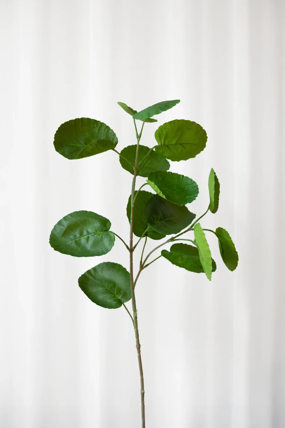 Aralia blad - grøn