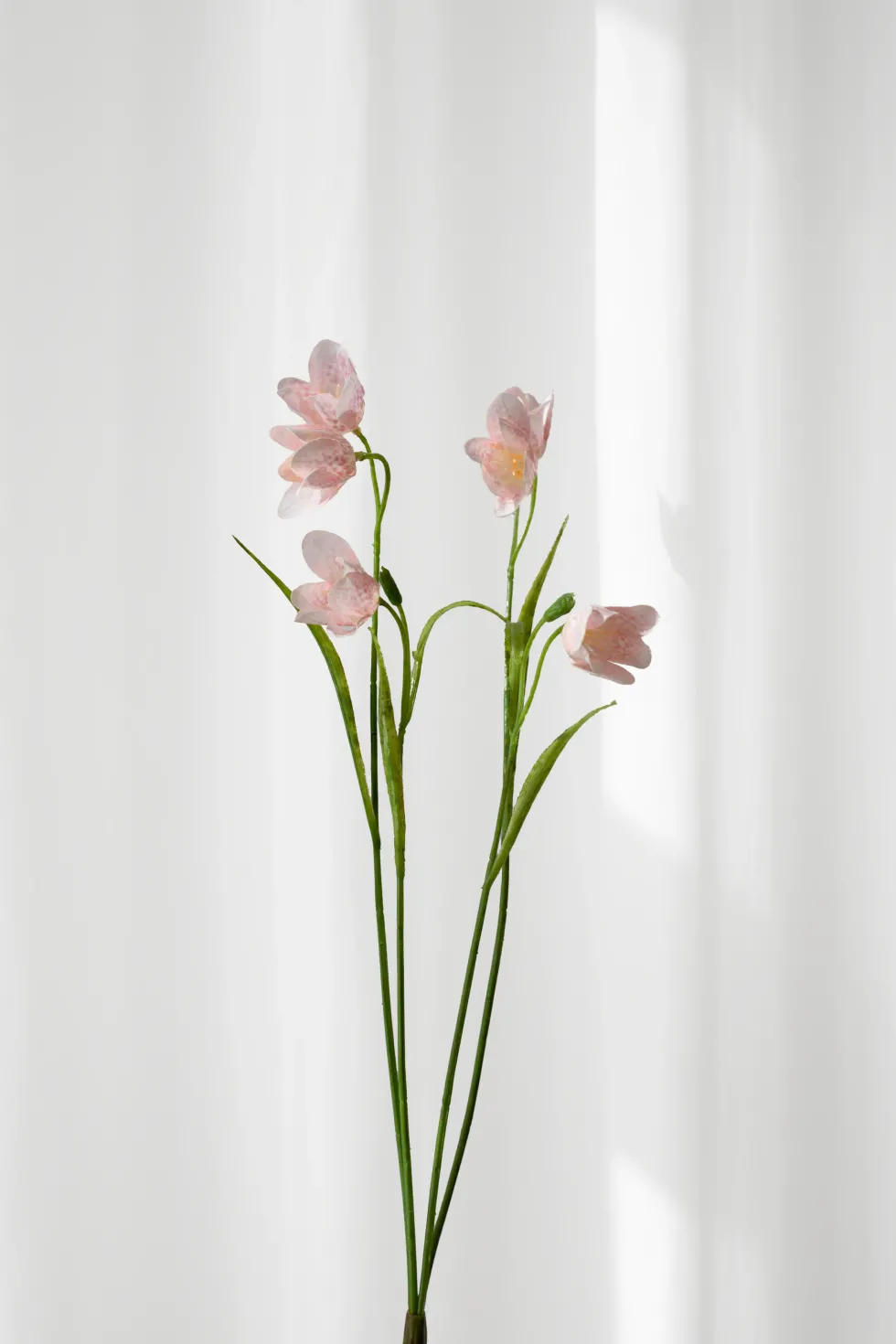 Klokkeblomst - rose