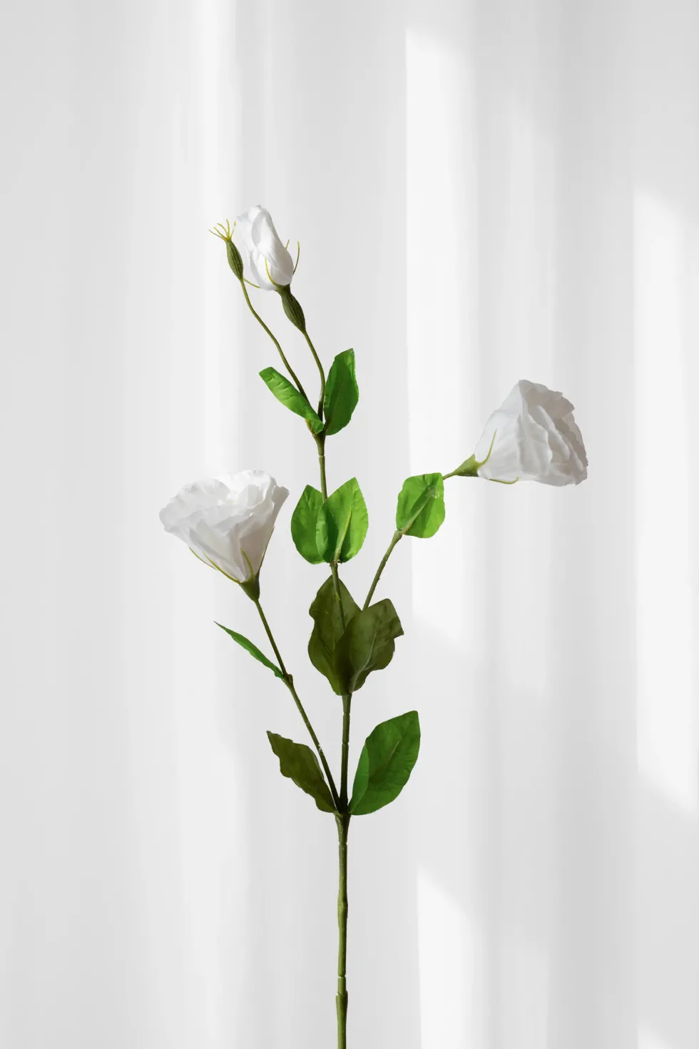 Lisianthus - hvid