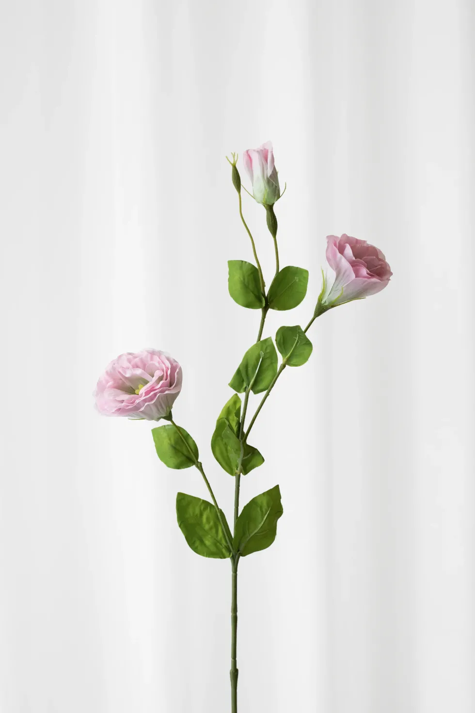 Lisianthus - lyserød
