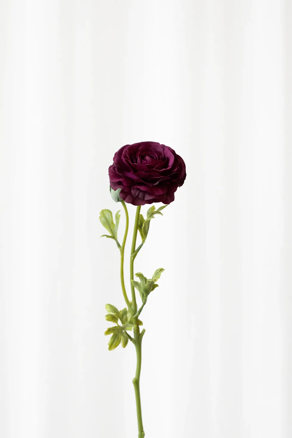 Ranunkel - burgundy